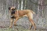 CANE CORSO 761